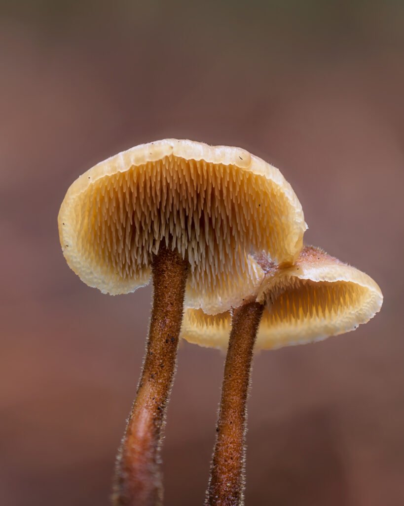 Auriscalpium vulgare - Earpick Fungus
