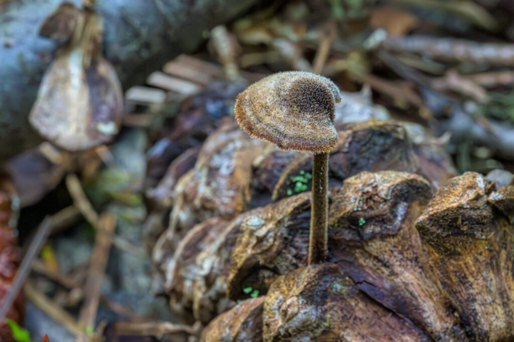 Auriscalpium vulgare - Earpick Fungus