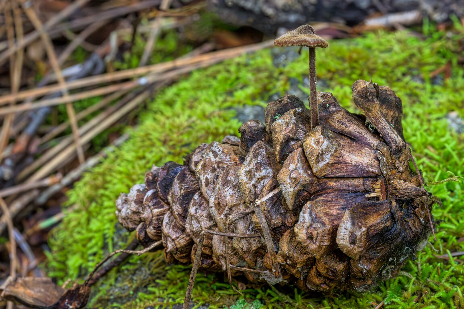 Auriscalpium vulgare - Earpick Fungus