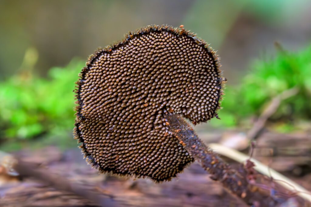 Auriscalpium vulgare - Earpick Fungus