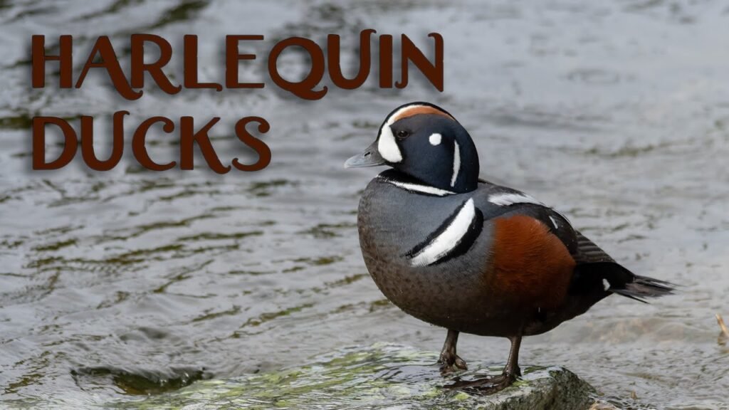 Harlequin Duck: The Dance of Resilience and Beauty