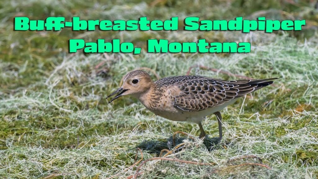 Rarity: Buff-breasted Sandpiper and smattering of other shorebirds in Montana