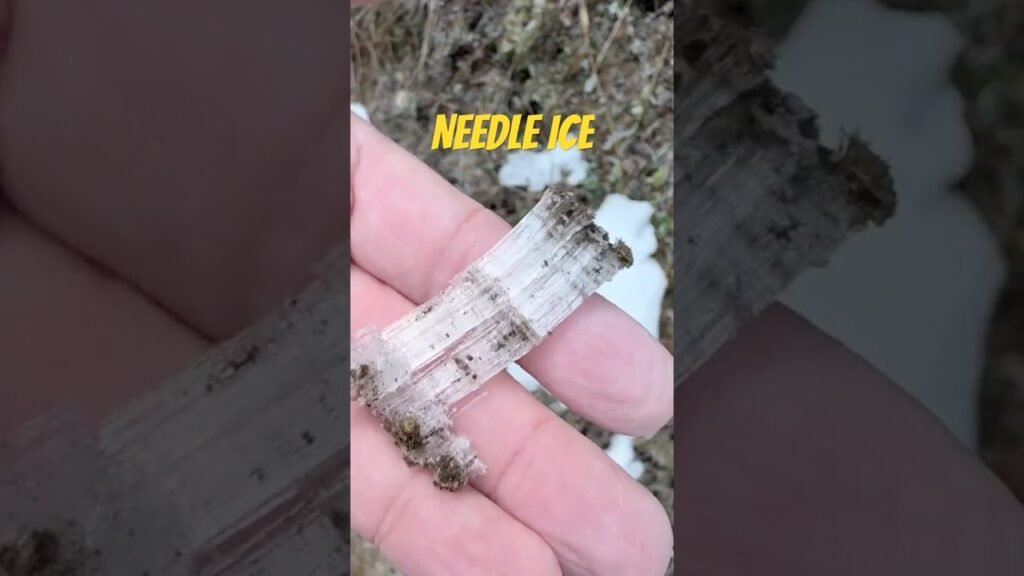 Have you ever seen Needle Ice?