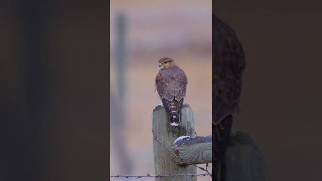 Amazing day #birding in the Mission Valley, #montana !