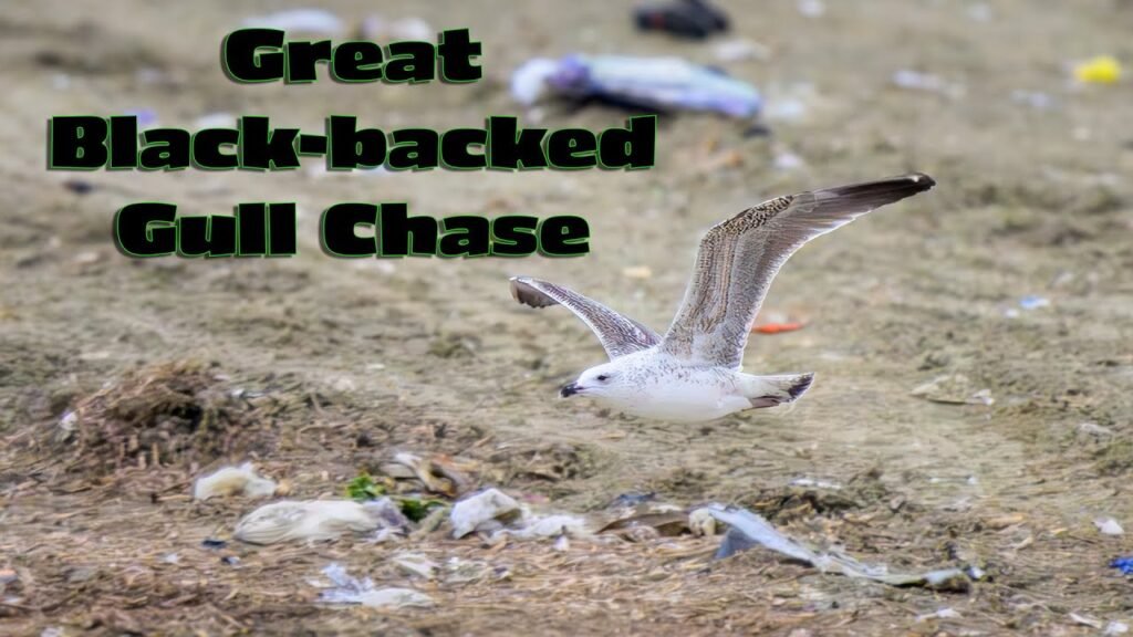 Seeking Variety at the Dump – Great Black-backed Gull Chase