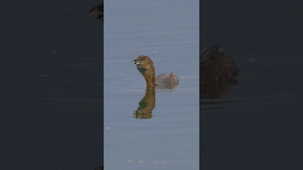 Pied-billed Grebes: Sneaky Little Weirdos! #wildlife #birds #nature