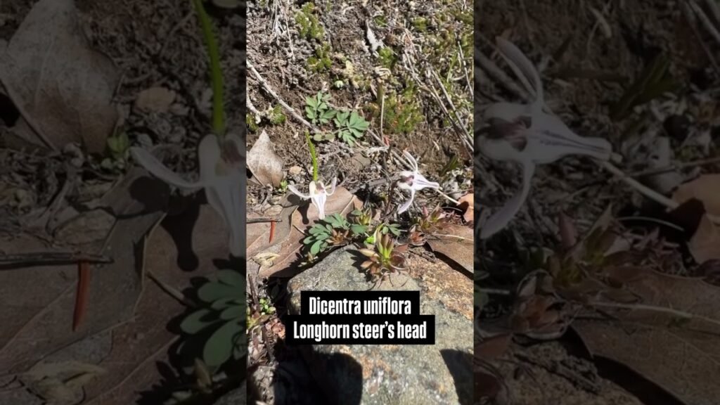 Longhorn Steer’s Head – Dicentra uniflora