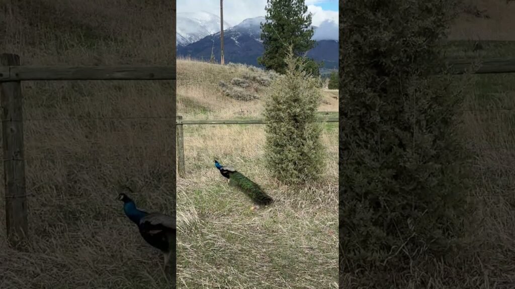 The Famous Montana Peacock | #birding #birds #montanawildlife