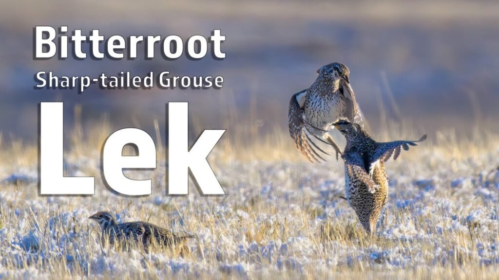 Sharp-tailed Grouse Dancing on a Montana Lek