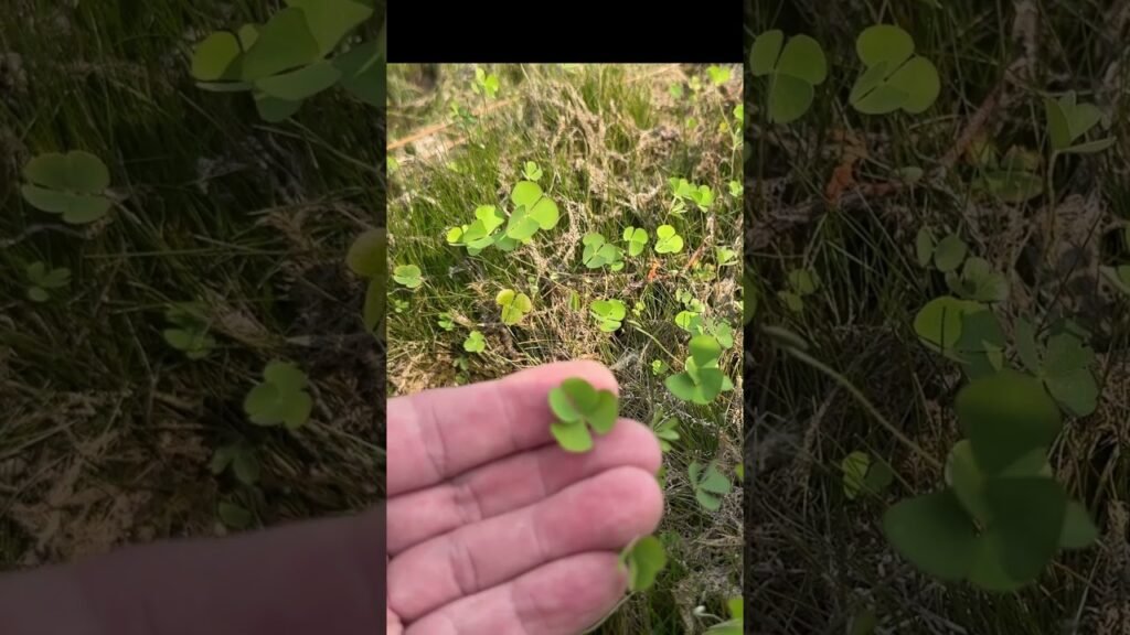 Marsilea oligospora—an aquatic fern that ditched the classic fronds for clover cosplay. #botanizing