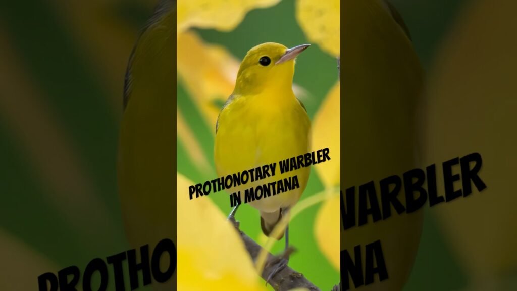 A Flash of Gold – Prothonotary Warbler #birding #Montana