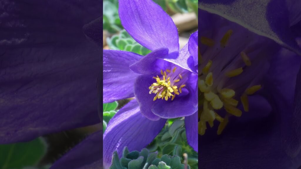 Alpine Survivor – Jones’ Columbine on Siyeh Pass, Glacier National Park  #botany #mountainmisfits