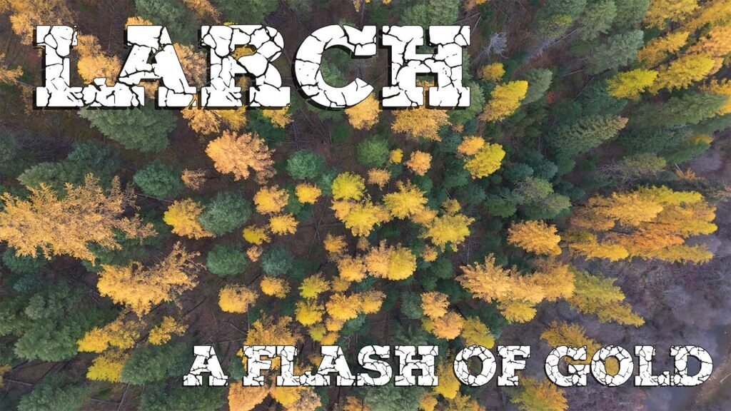 Western Larch – A Flash of Gold