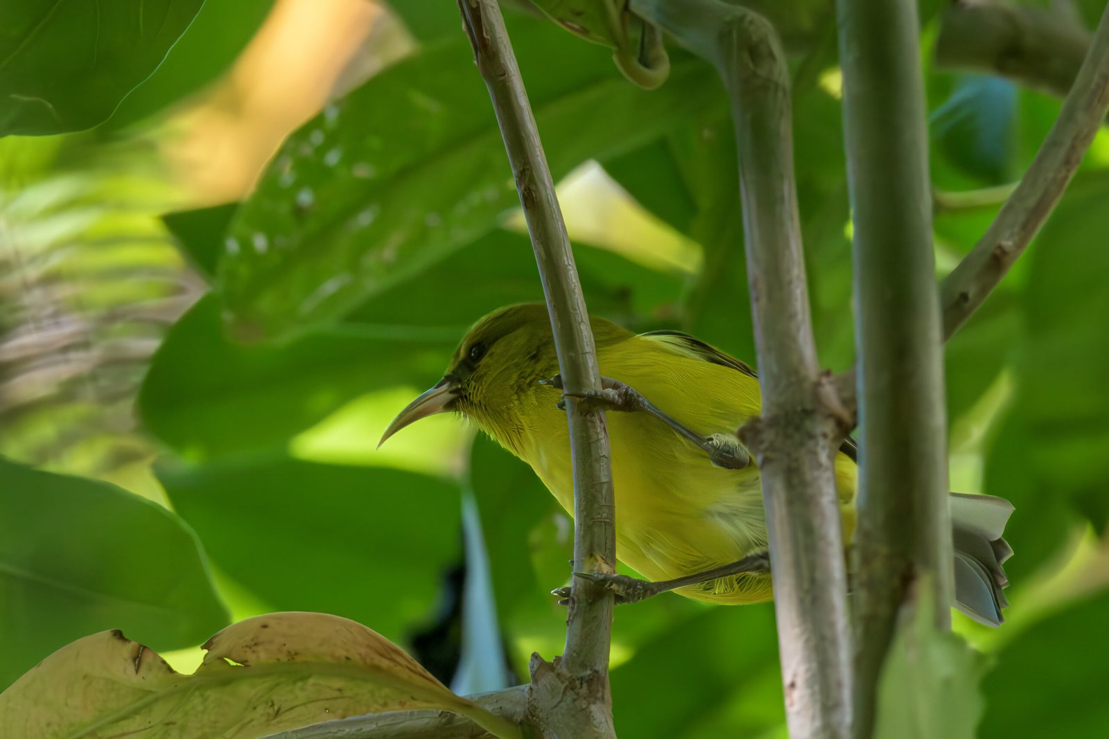 The Oʻahu ʻAmakihi: A Glimpse into its Biology, Endemism, Evolutionary History, and Phylogeny