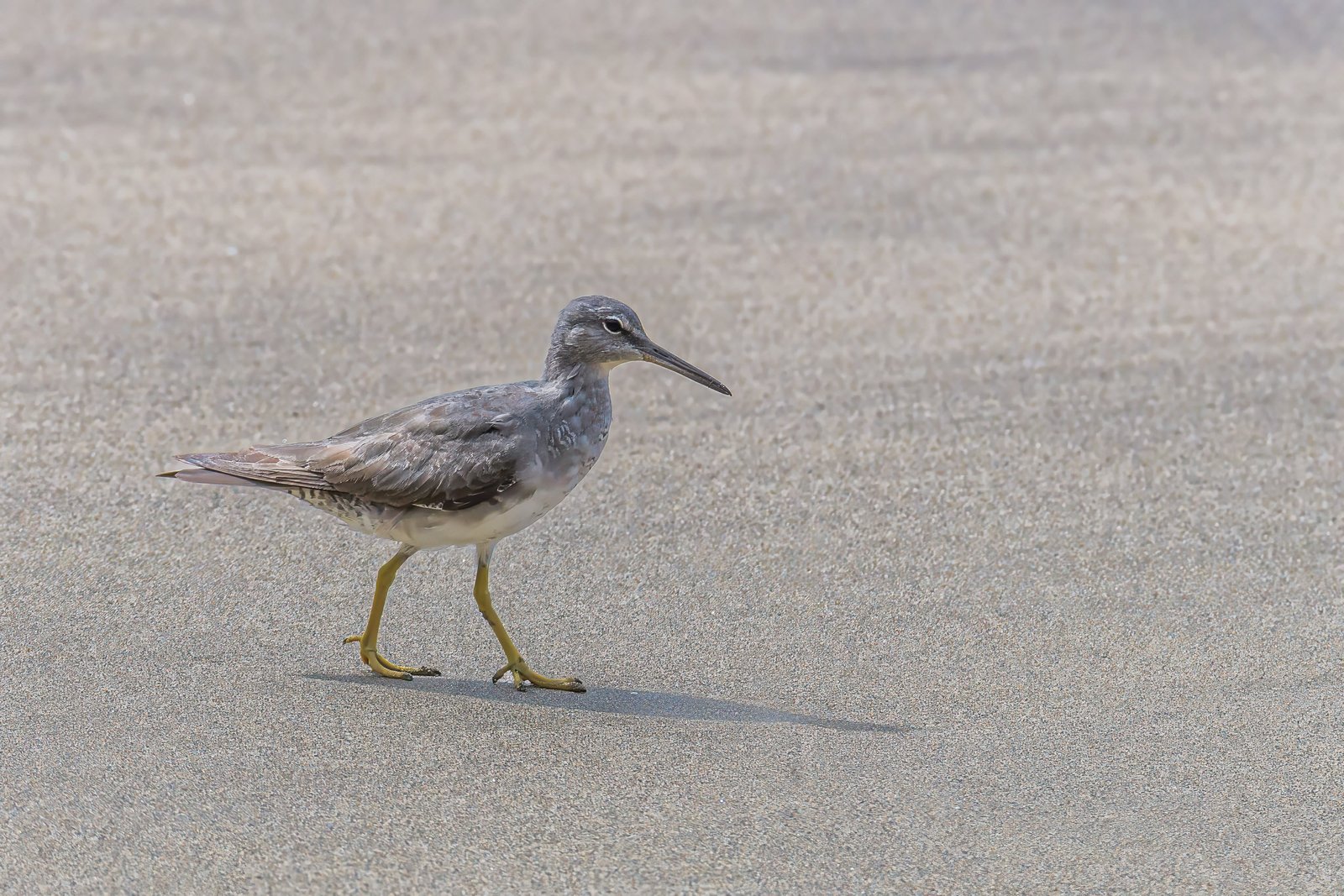 Wandering Tattler - Tringa incana