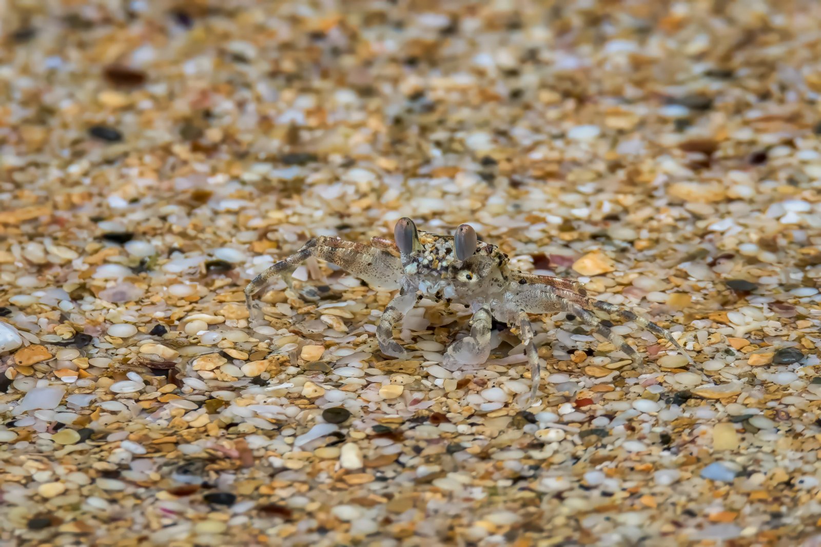 Pallid Ghost Crab - Ocypode pallidula