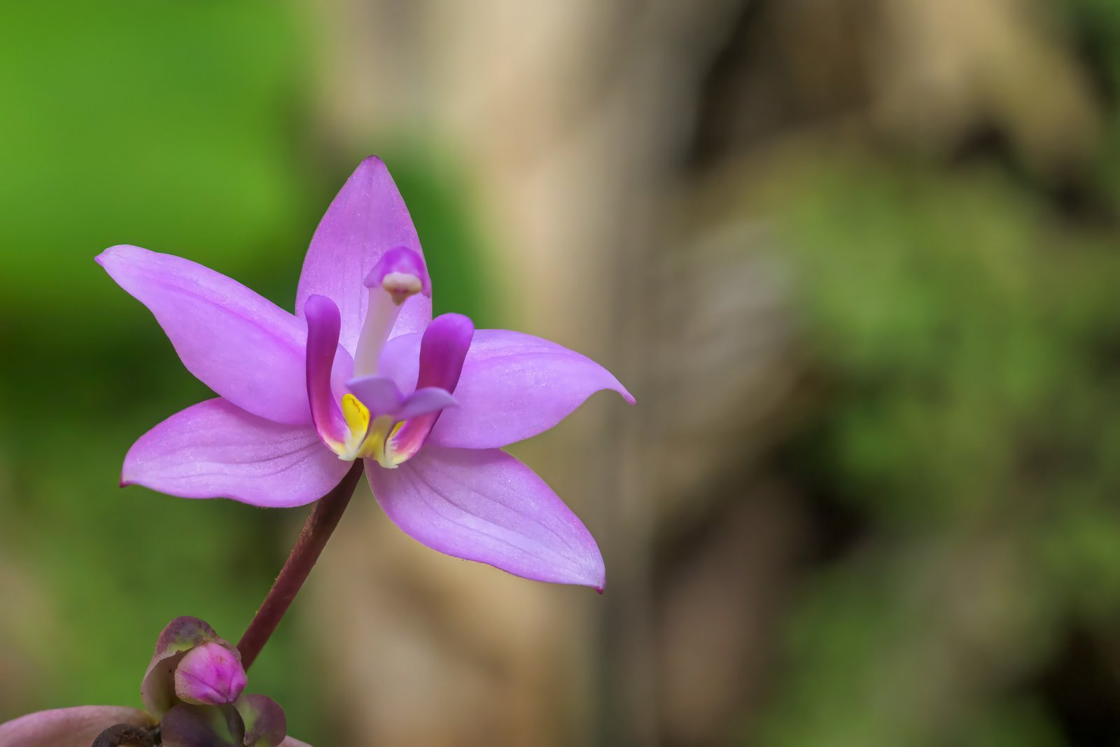 Philippine Ground Orchid - Spathoglottis plicata