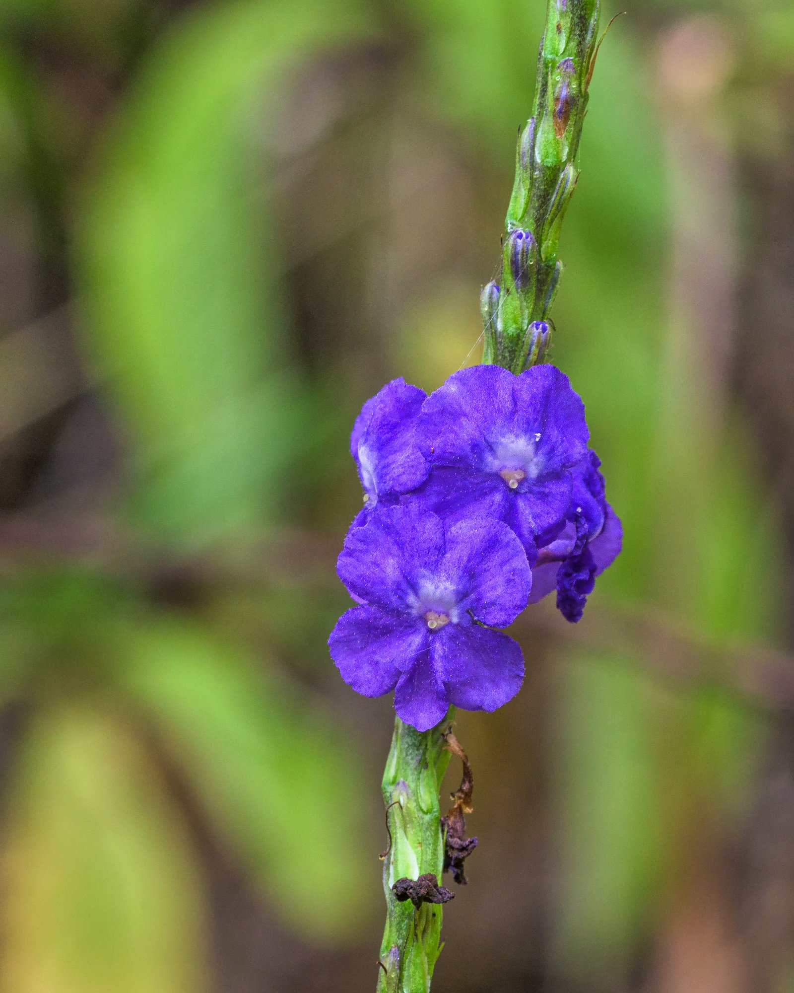 Rattail - Stachytarpheta cayennensis