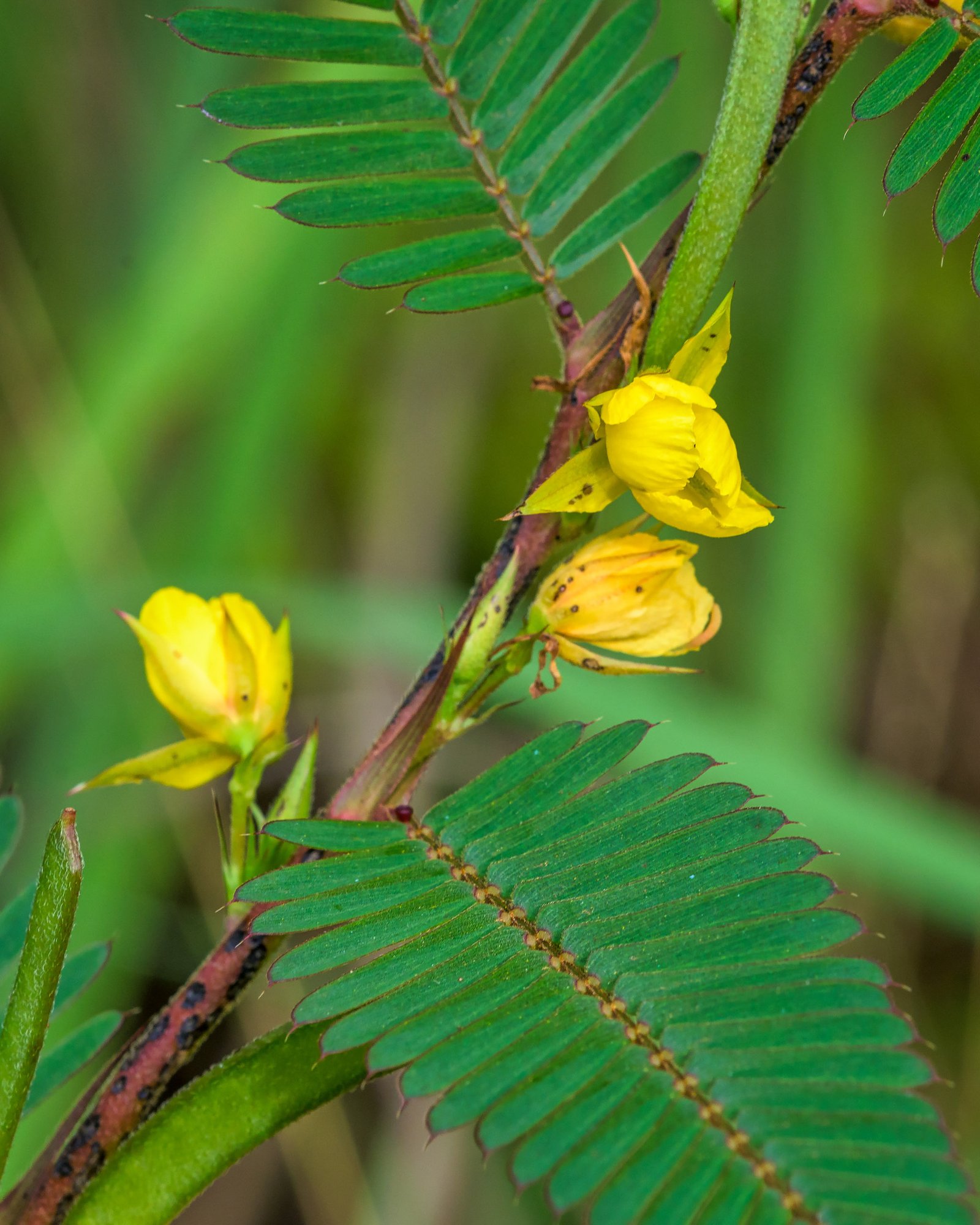 Sensitive Pea - Chamaecrista nictitans