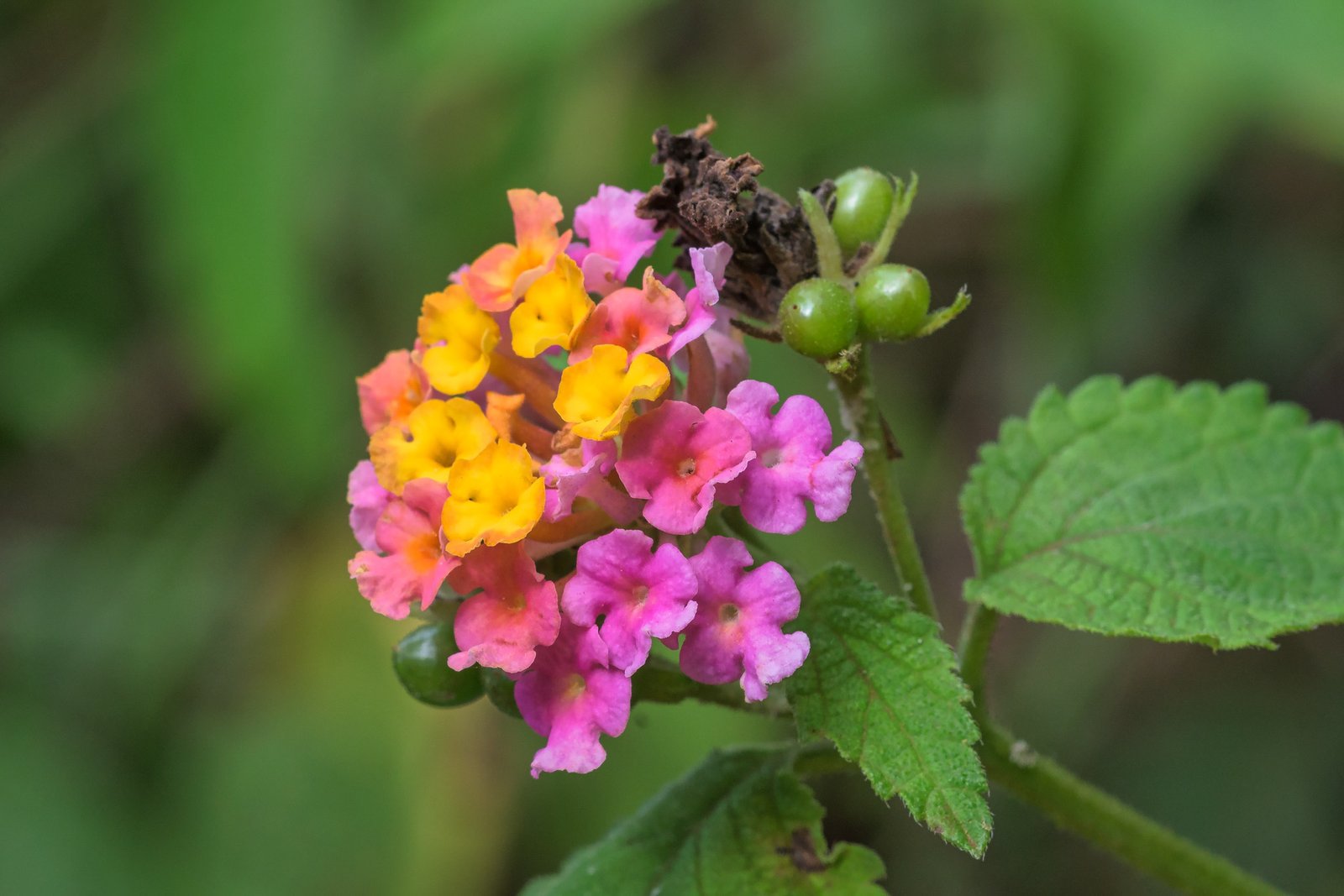 Common Lantana - Lantana camara