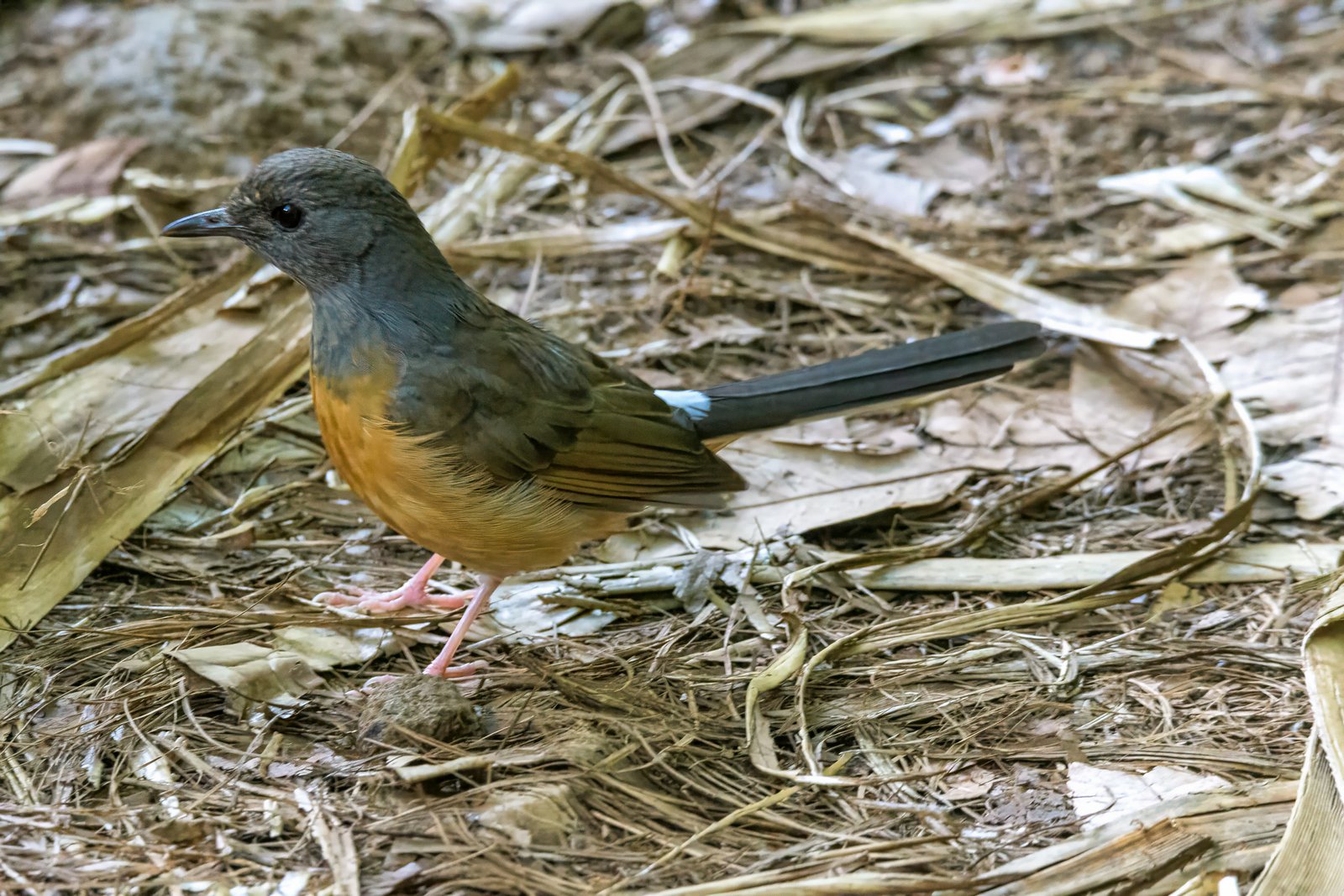 White-rumped Shama - Copsychus malabaricus