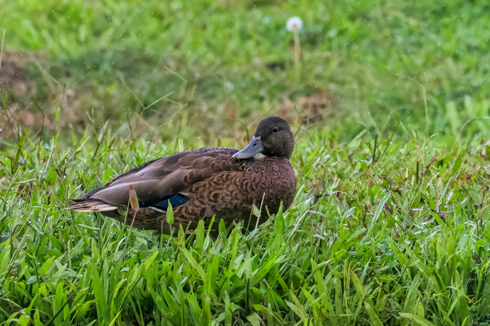 Hawaiian Duck - Anas wyvilliana