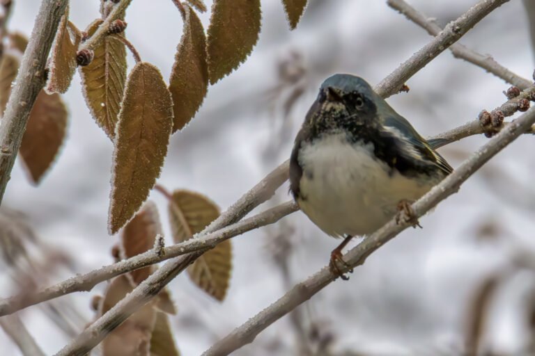 Black-throated Blue Warbler perched on frost-covered branches
