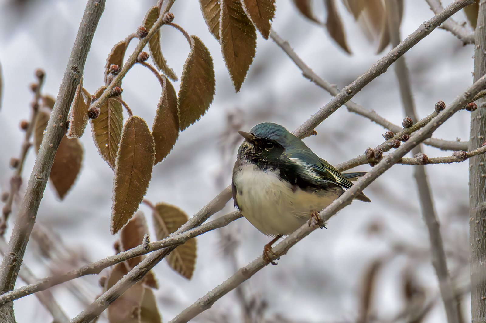 Setophaga caerulescens - Black-throated Blue Warbler