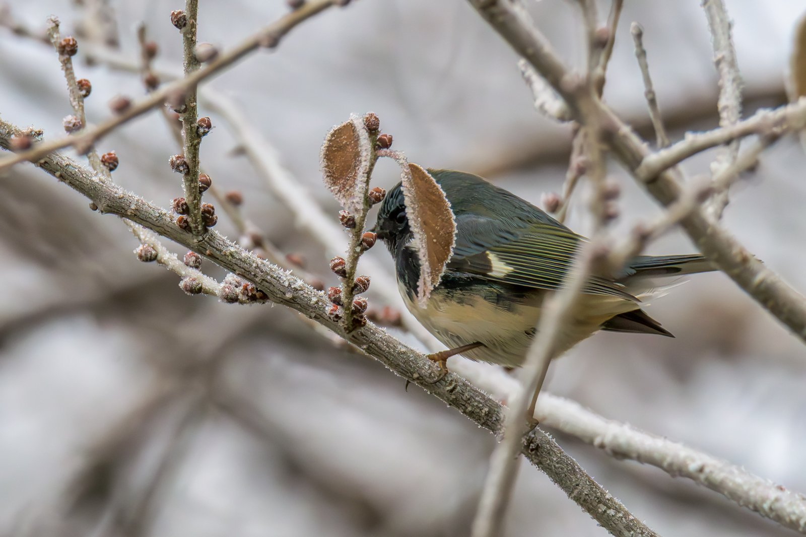 Setophaga caerulescens - Black-throated Blue Warbler