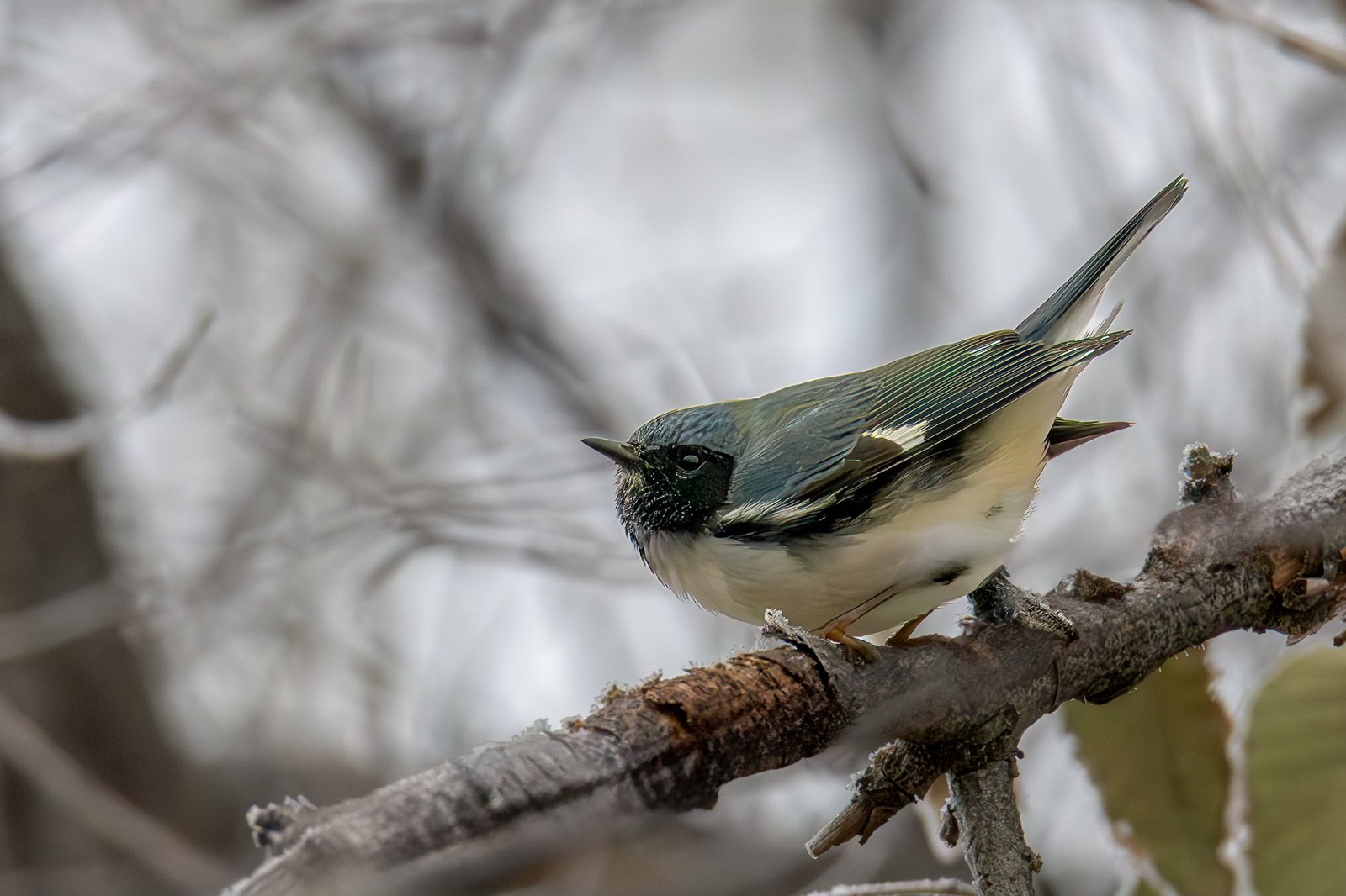 A Wayward Black-throated Blue Warbler – Navigational Anomalies in Migration