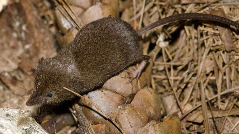 Masked shrew on dry grass and leaf litter